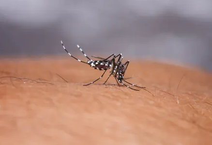 apakah demam berdarah bisa sembuh